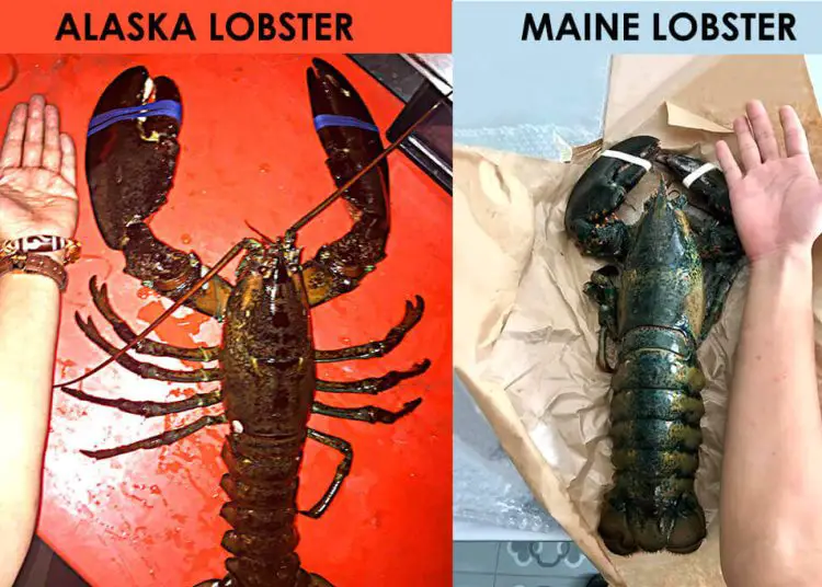 Alaska Lobster Vs Maine Lobster Significant Differences