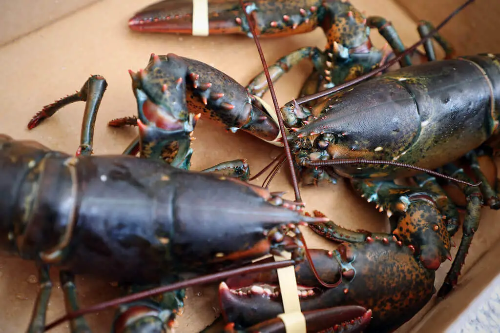 Alaska lobster and Maine lobster