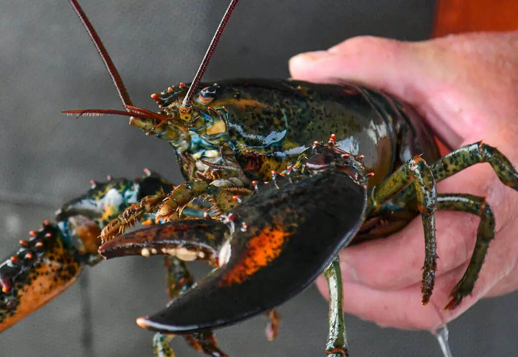 Alaska lobster