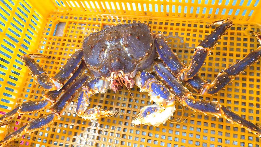 Blue King crab