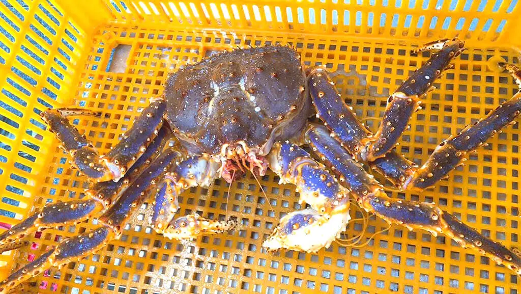 blue king crabs