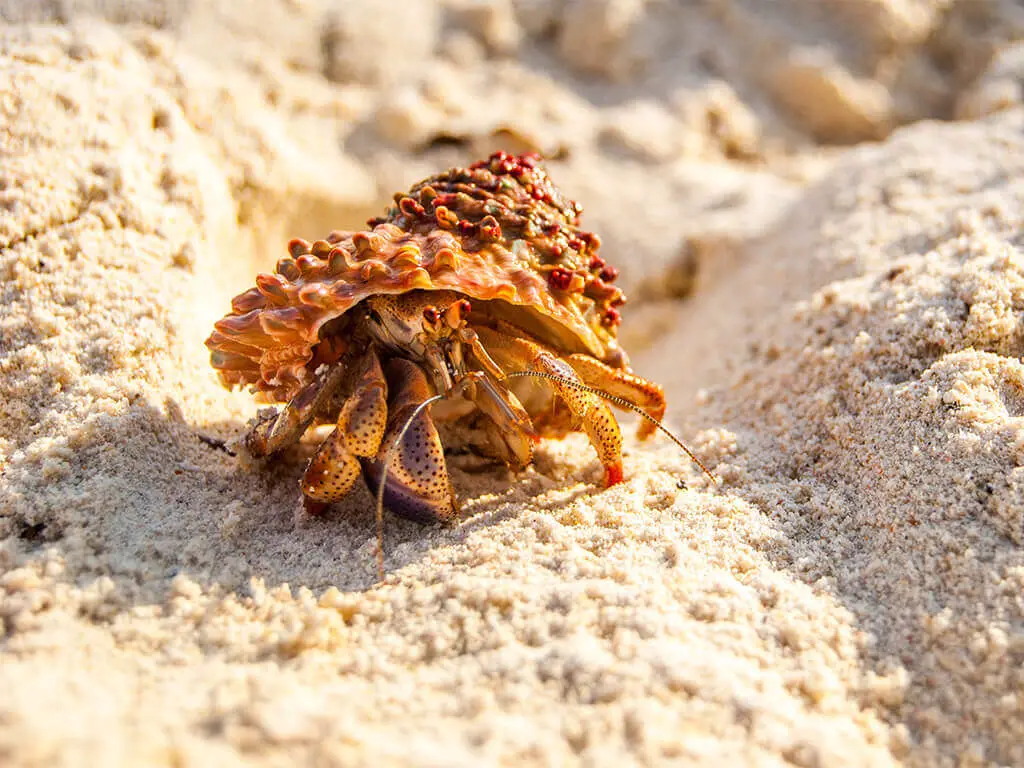 can-you-eat-hermit-crabs-detailed-explanation-right-below