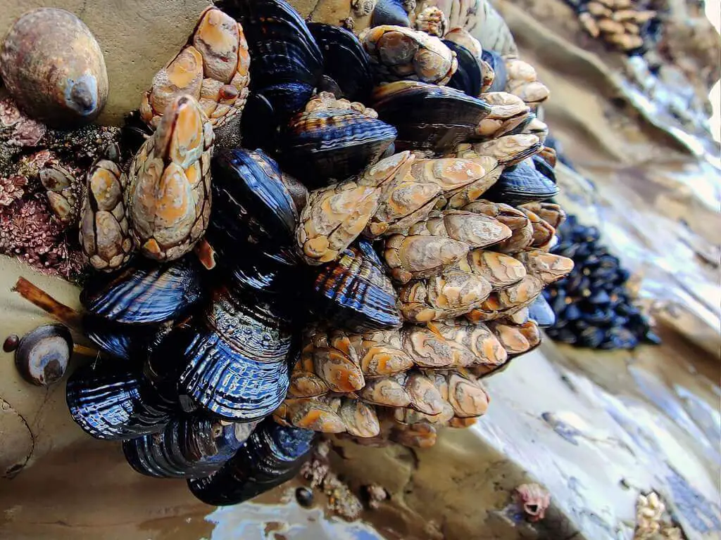 Clams eat barnacles