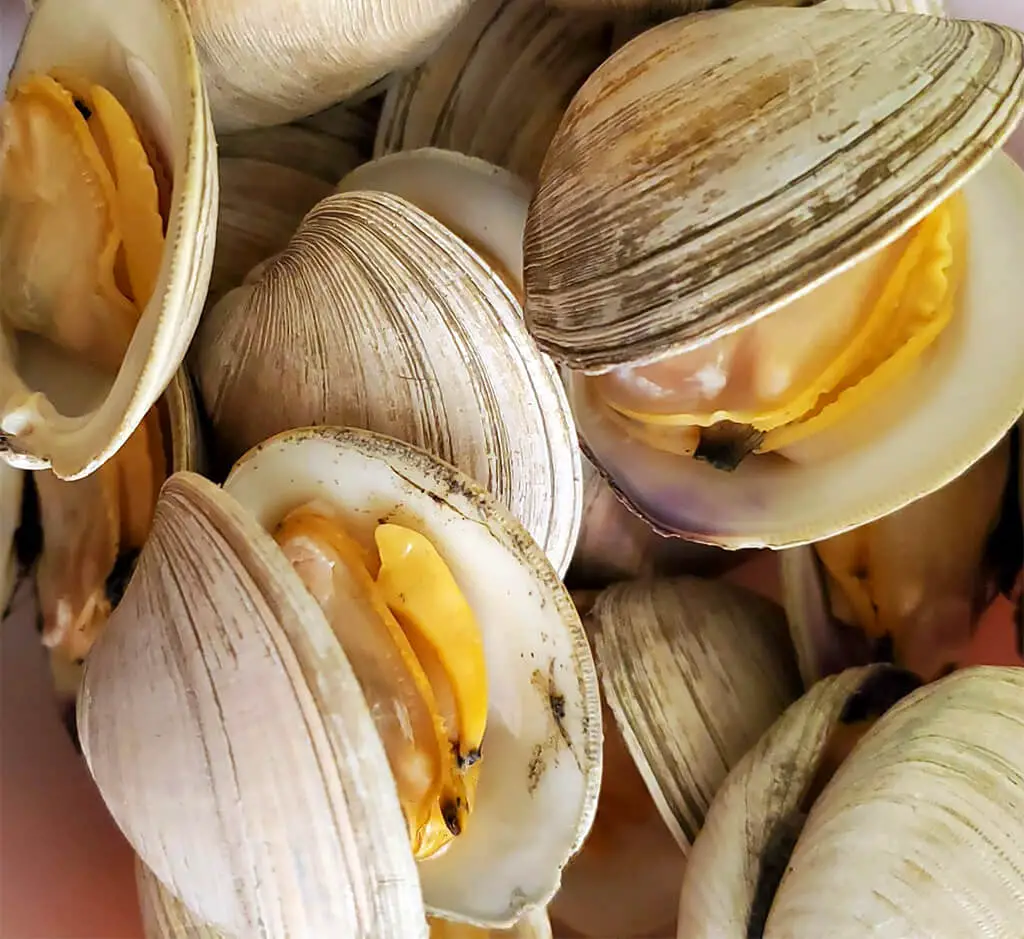 Clams