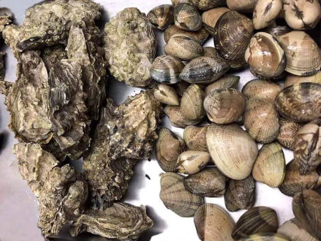 Differences between oysters and clams
