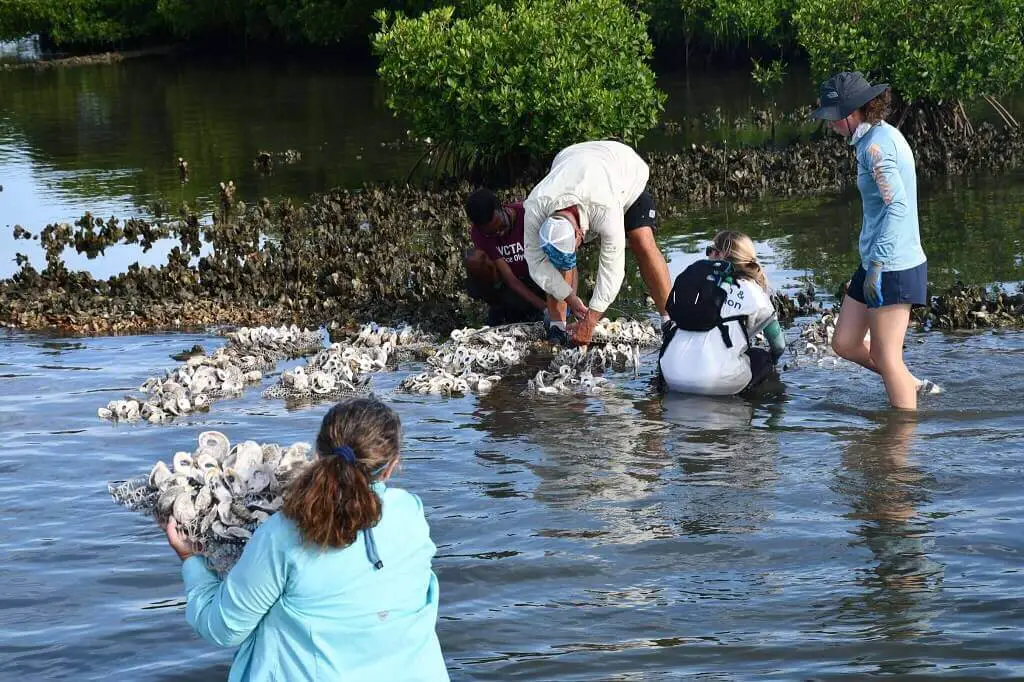 Donate oyster shells for oyster reefs restoration