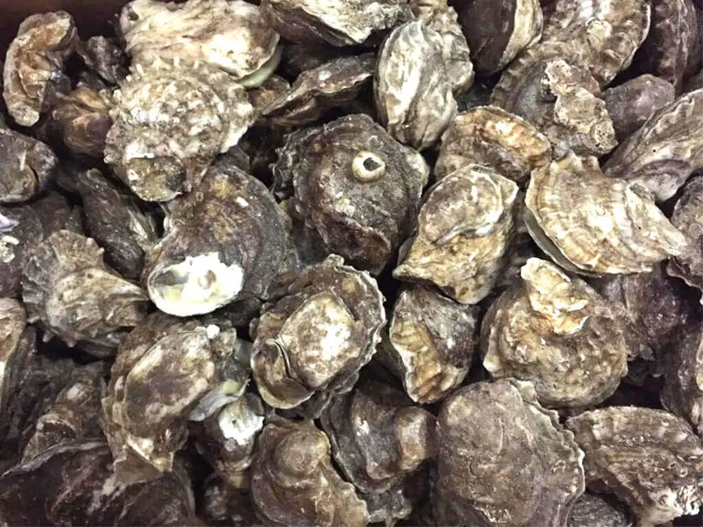 Fresh Oysters