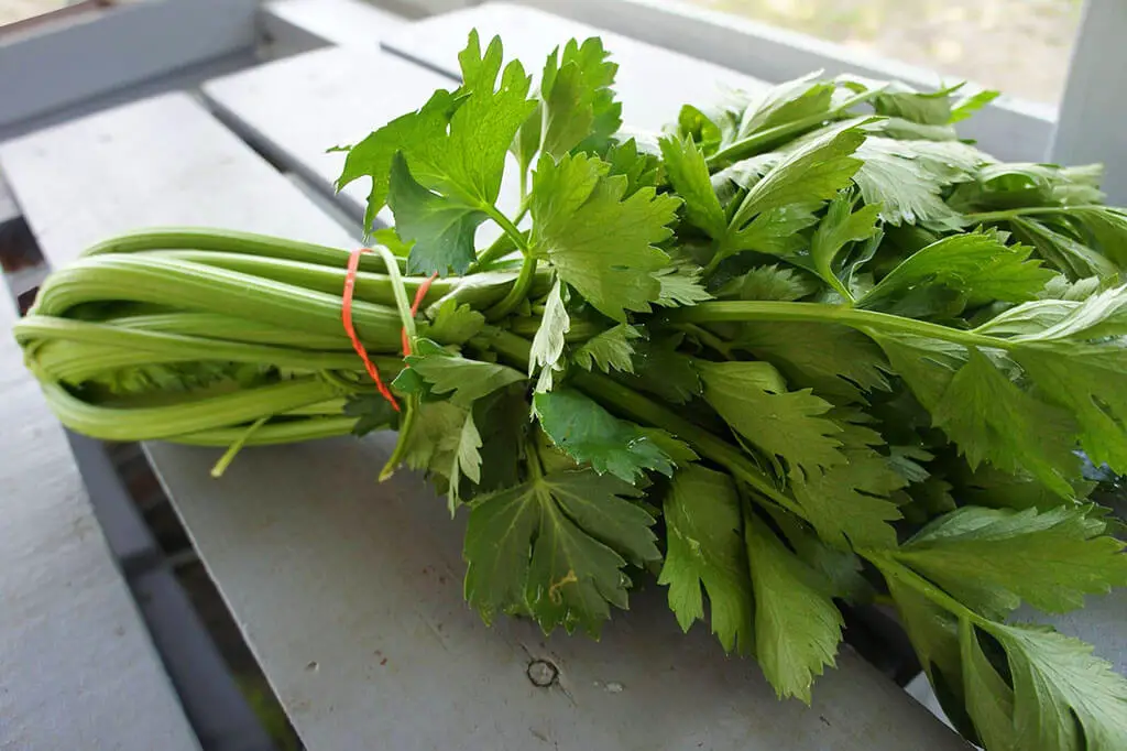 Fresh celery