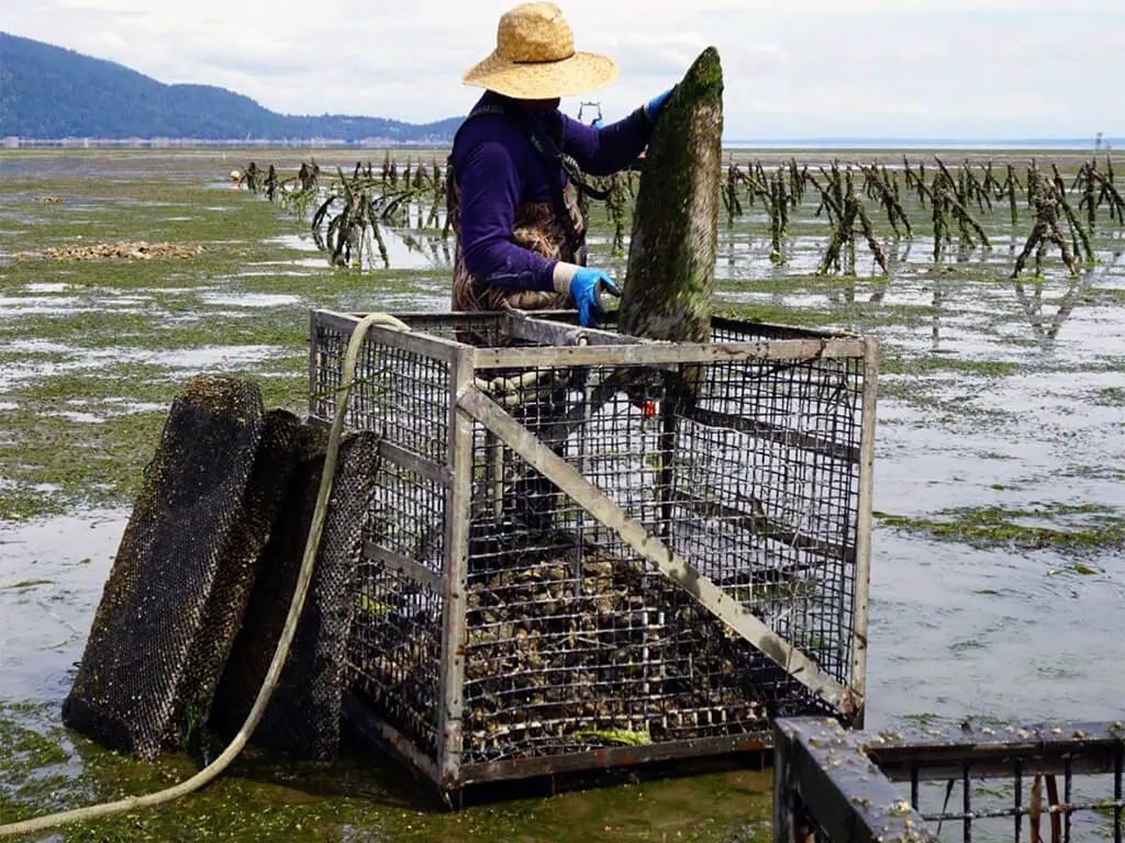 Harvest oysters at a sea farm