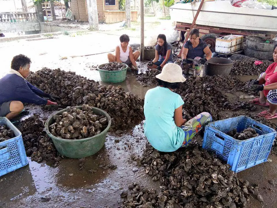 Harvest oysters