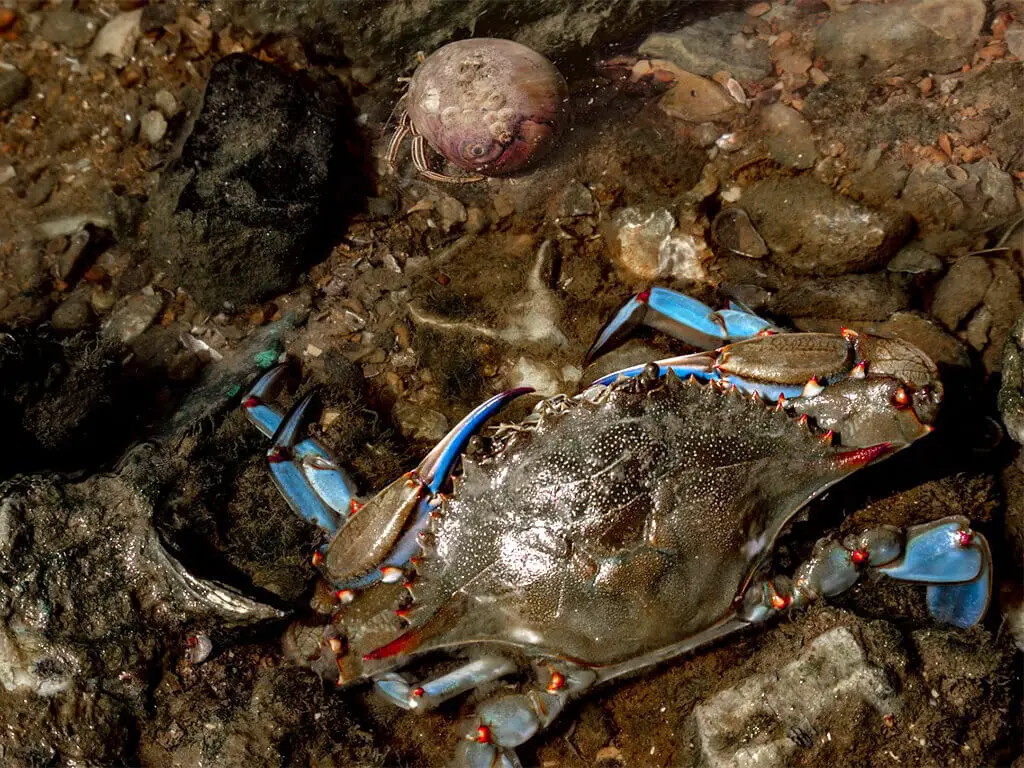 Hermits vs. regular crabs