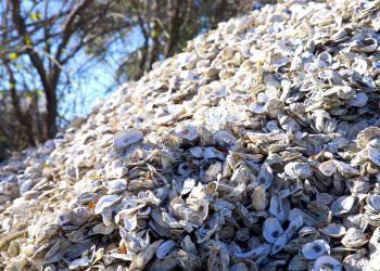 How To Reuse Oyster Shells