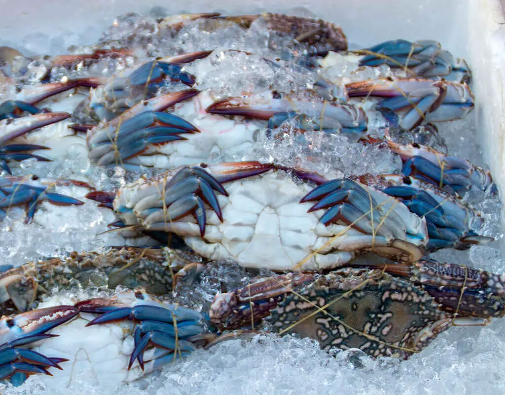 It's a bad idea to freeze live crabs