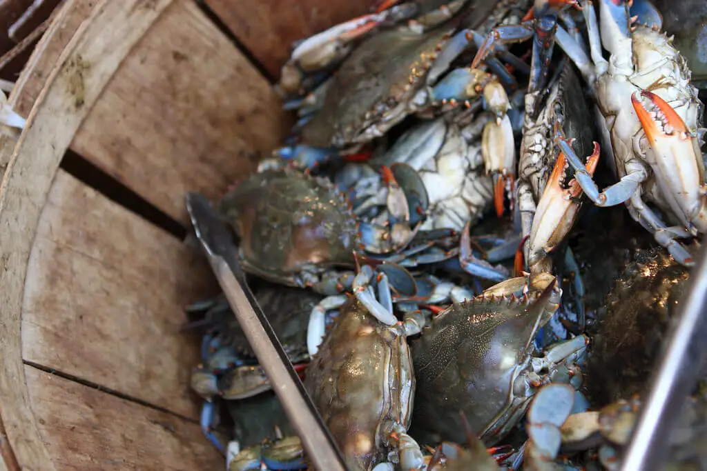 Keeping crabs in a bushel basket