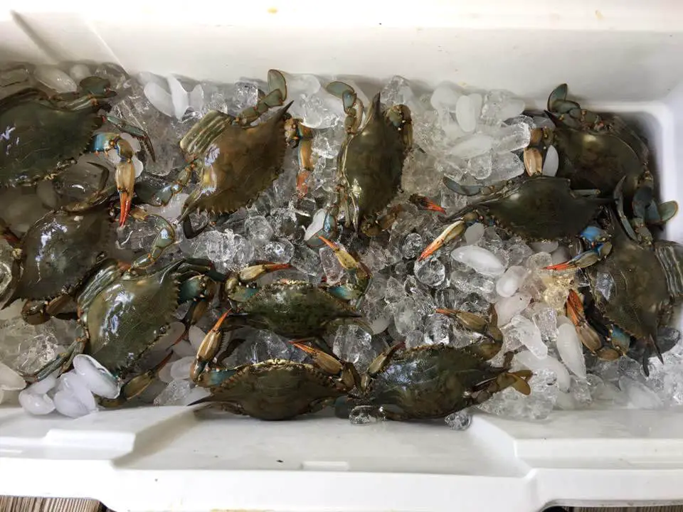 Keeping crabs in a cooler is the most straightforward method