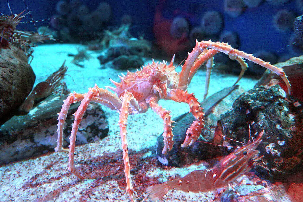 King crab average lifespan