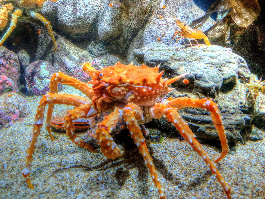King crab behaviors