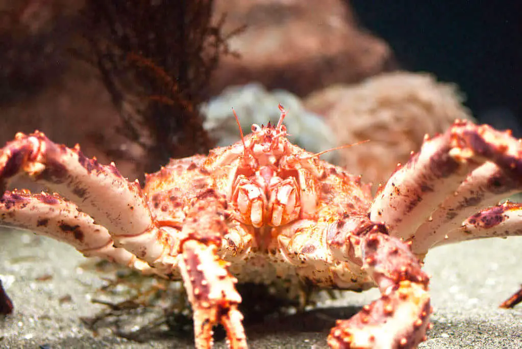 King crab habitat