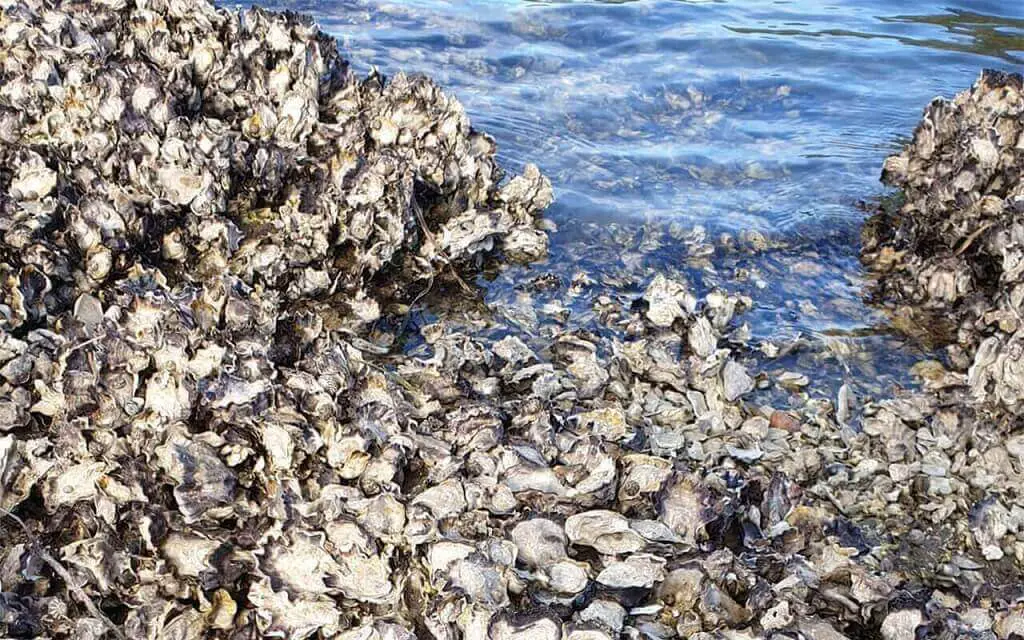 Lifecycle Of Oysters