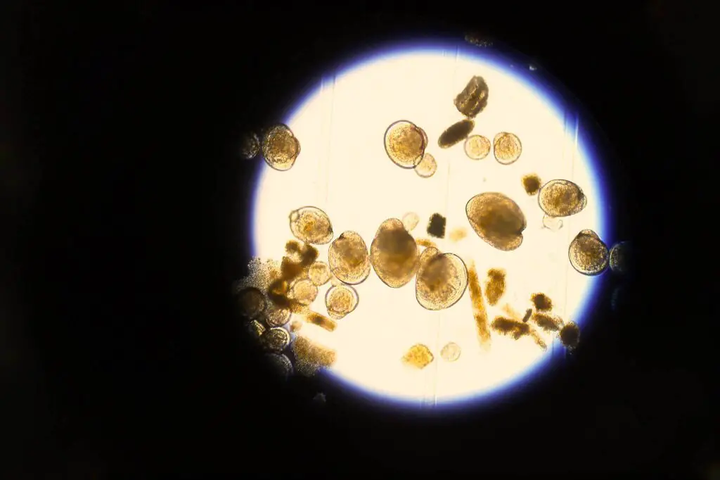 Oyster larvae