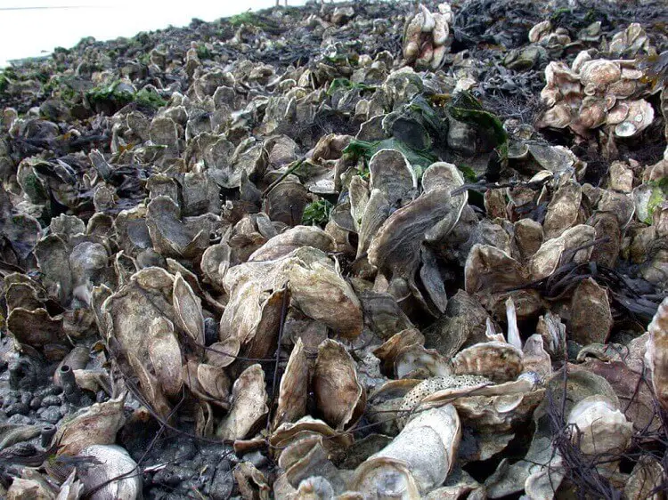 Oyster shell reef