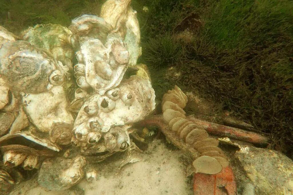 Oysters Barnacles And Clams feed with simple digestion