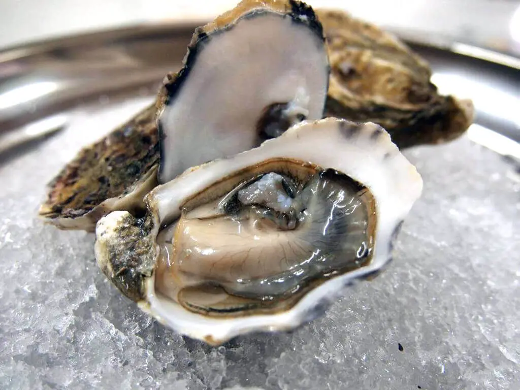 Oysters on the ice