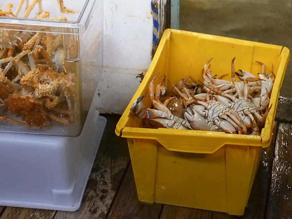 Proper methods of storing live crabs