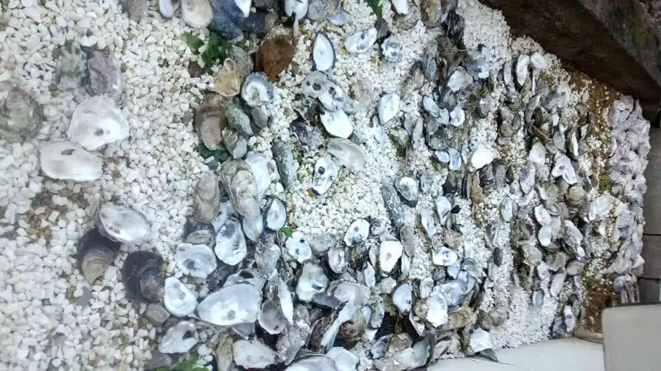 Reuse oyster shells for landscaping