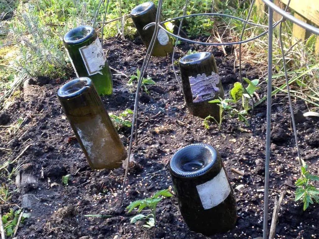 Reuse oyster shells for gardening