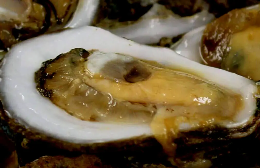 Rotten oysters