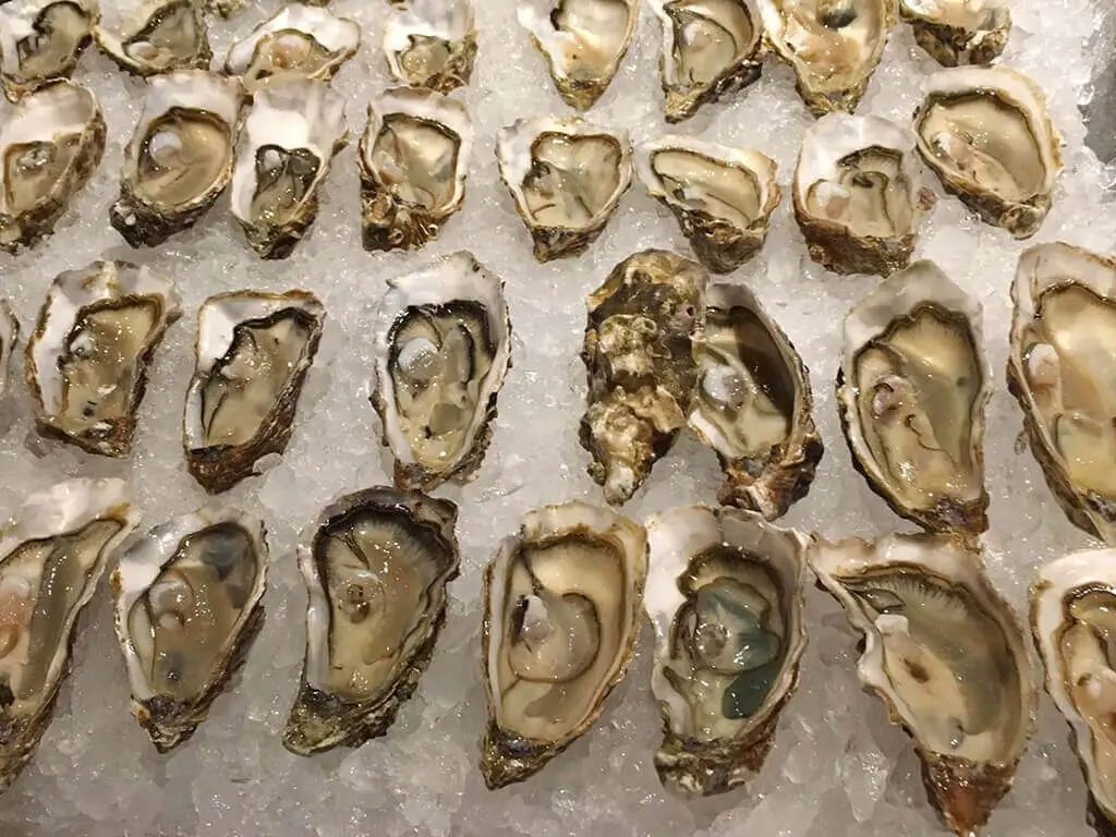 Shucked oysters