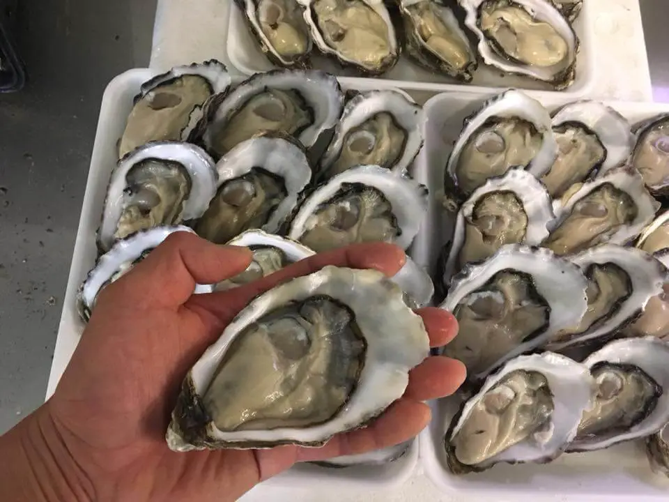 Store Oysters after shucking