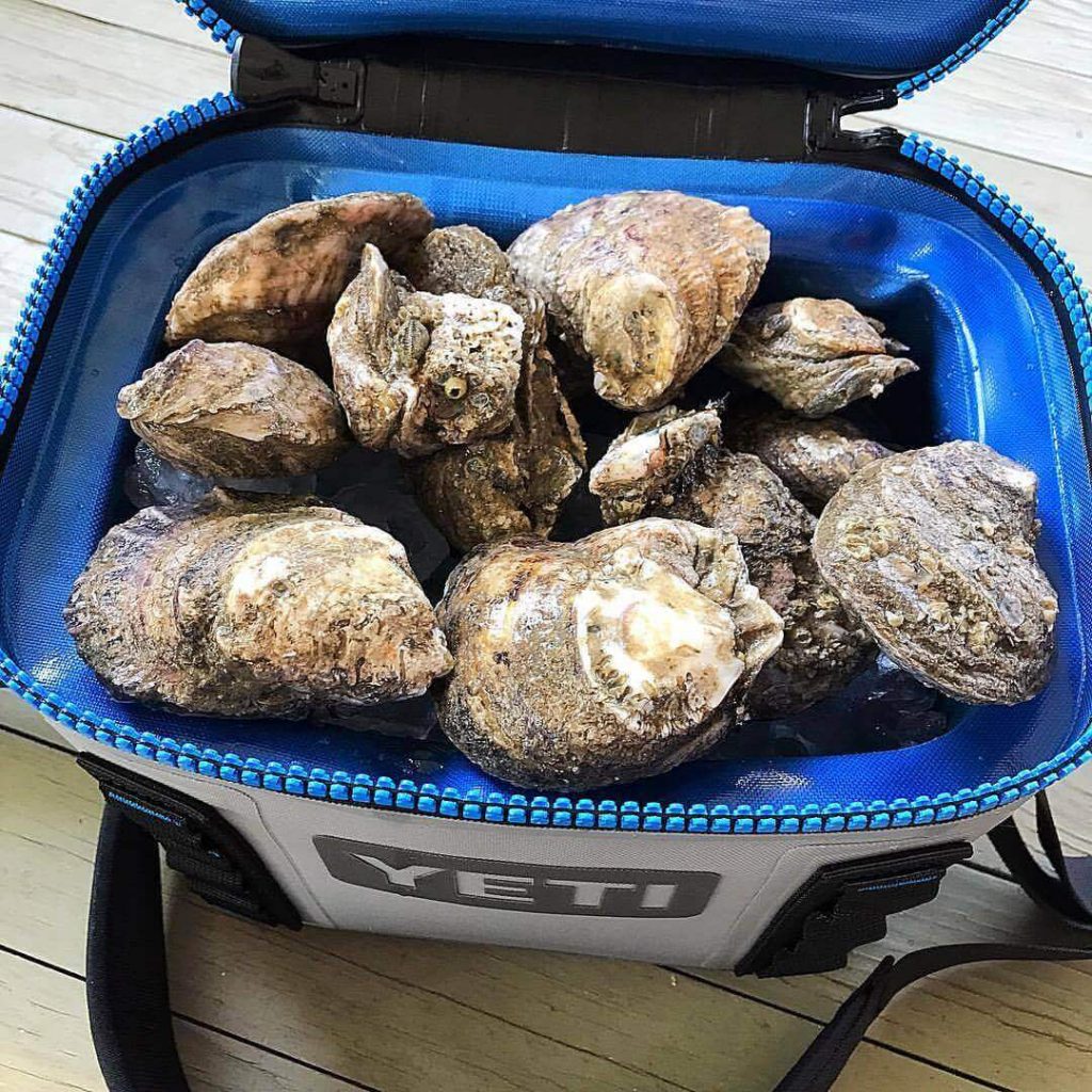 Store Oysters in sealed container in the fridge