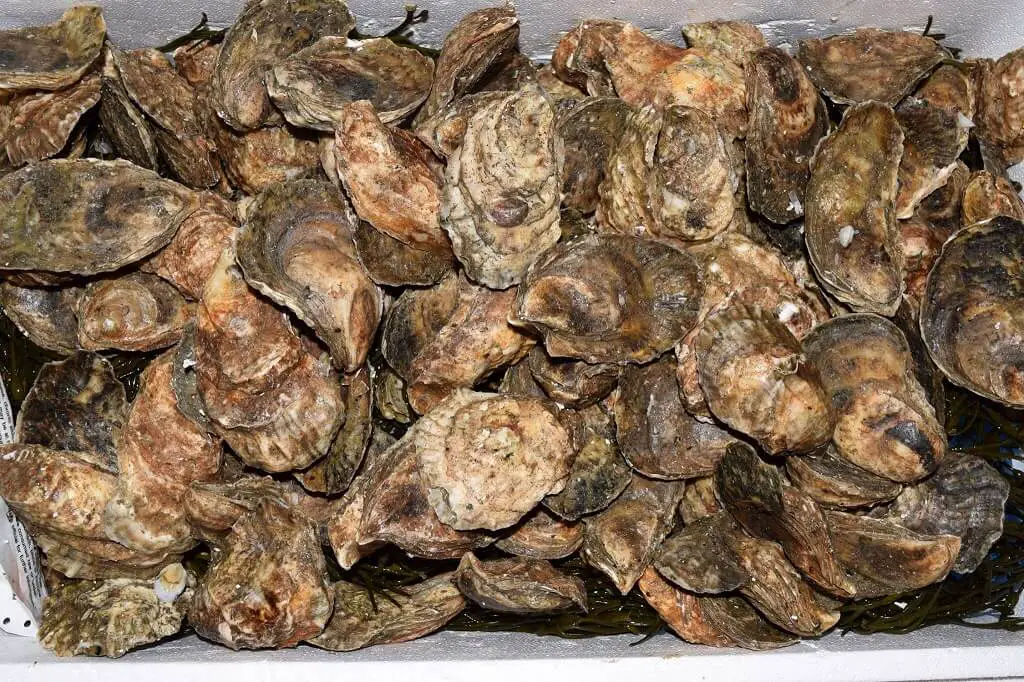 Store Oysters in their shell