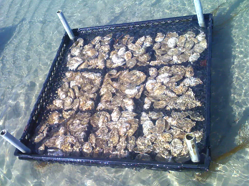 Submerge oysters in water
