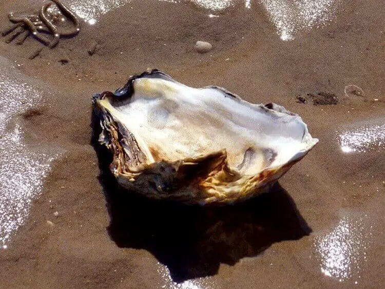 Three layers in an oyster shell