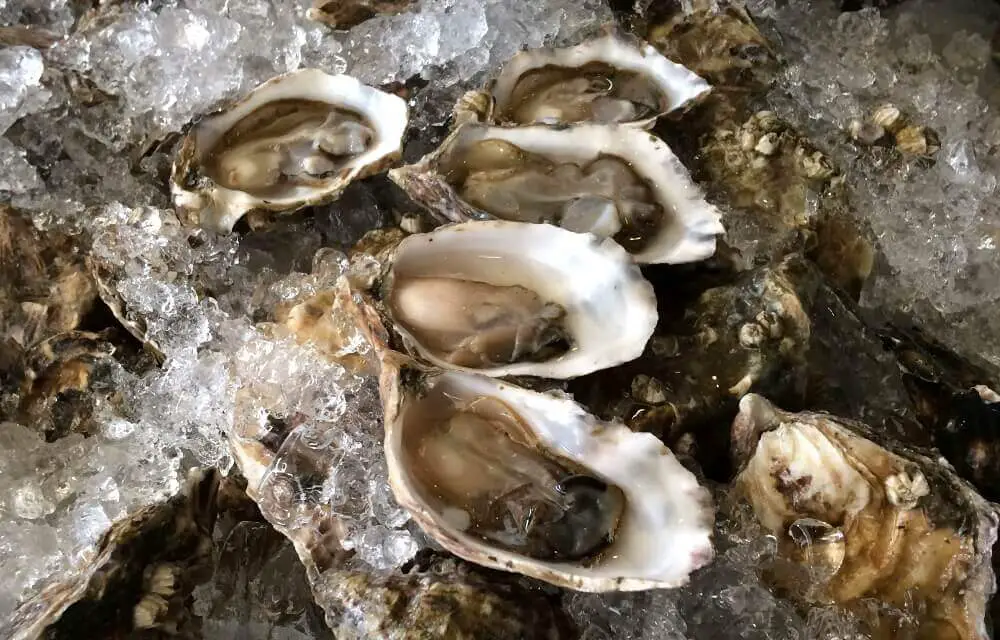 What are Oysters