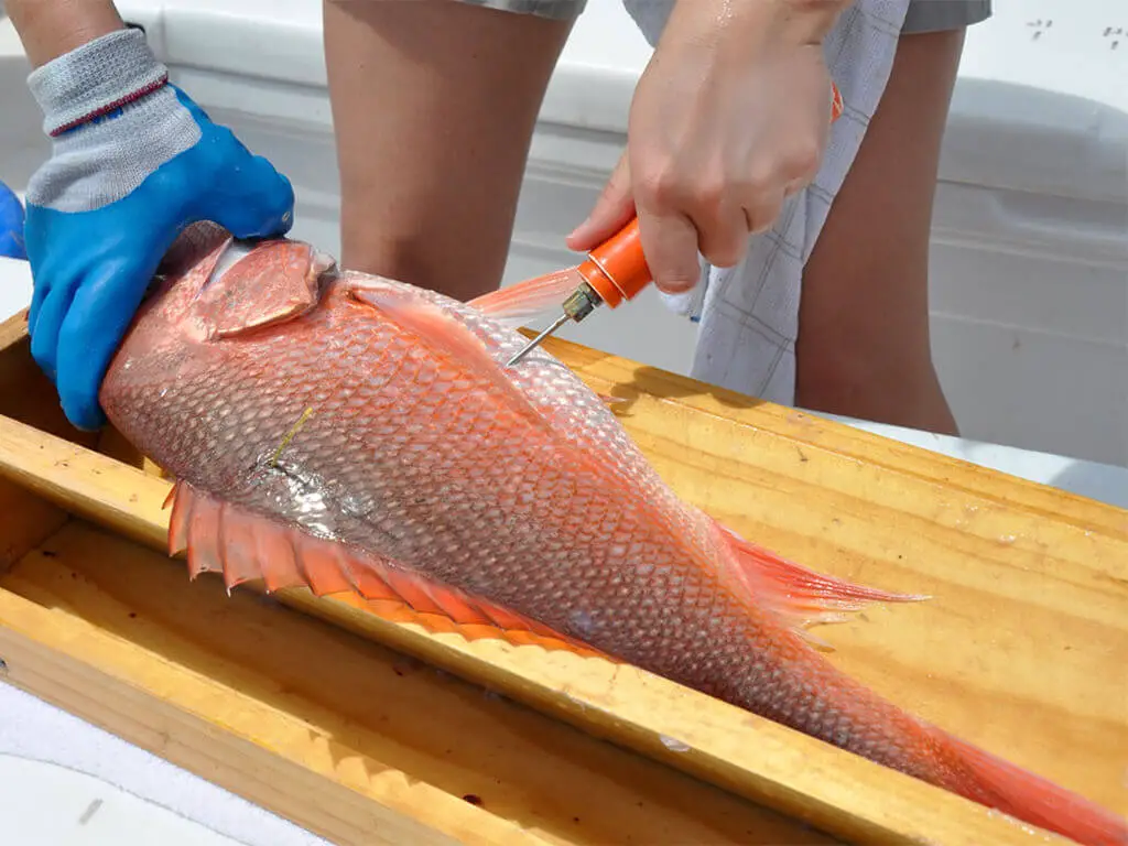 Cut the throat of red snapper