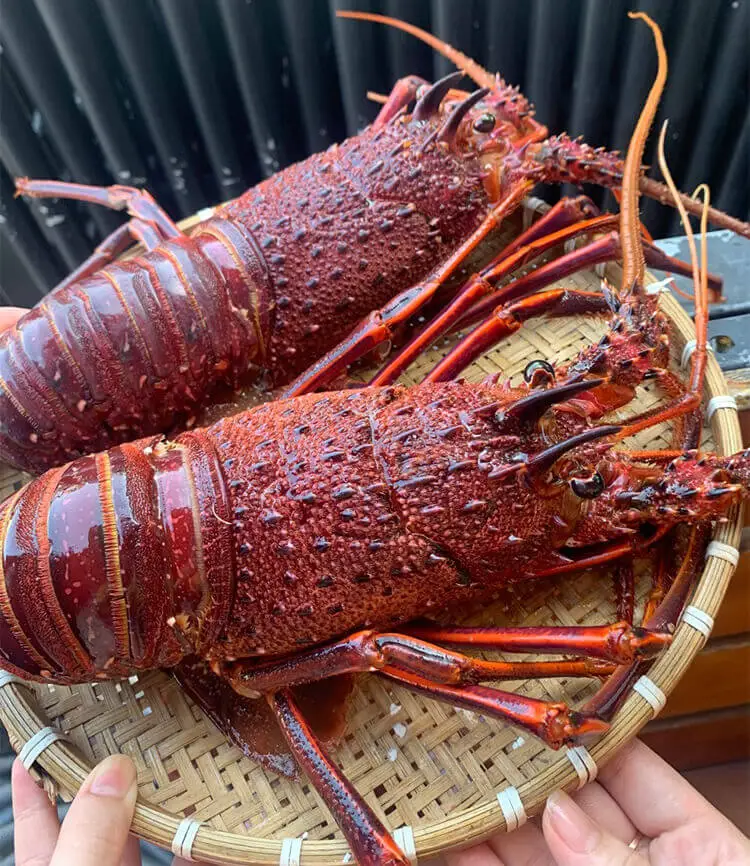 A step-by-step guide to preserve lobster shells