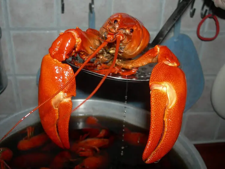 undercooked lobsters