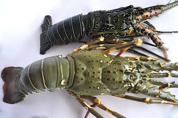 Tips for cleaning a lobster