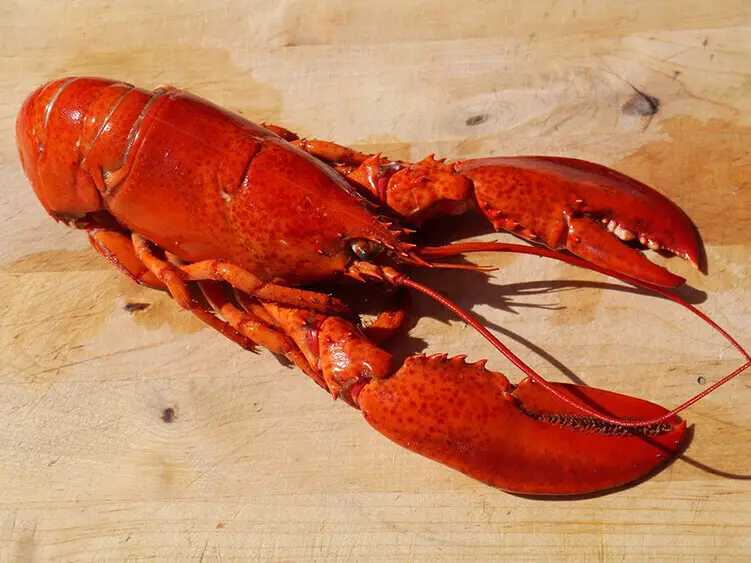 Your lobster can stay good in the freezer for up to three months