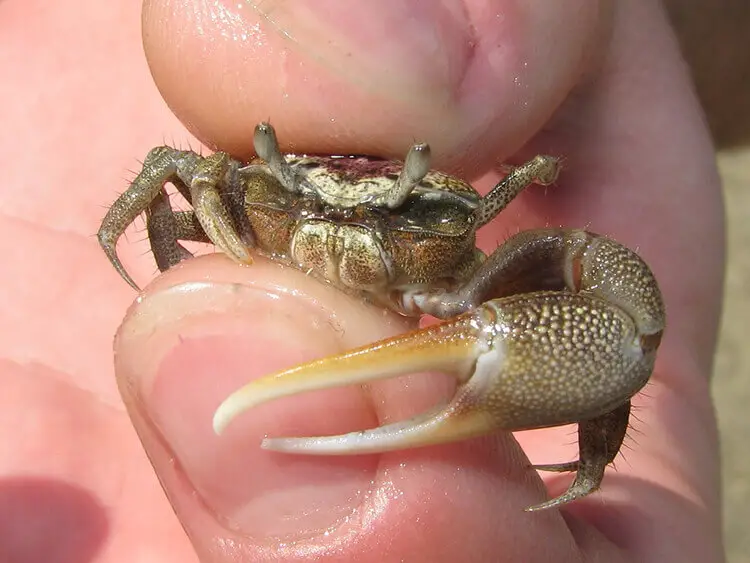 Different usages with fiddler crabs