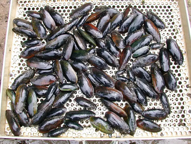 Do not eat raw or undercooked mussels