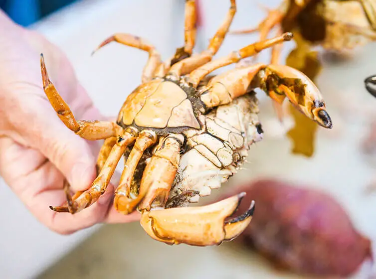 Tips for checking if a crab is still alive