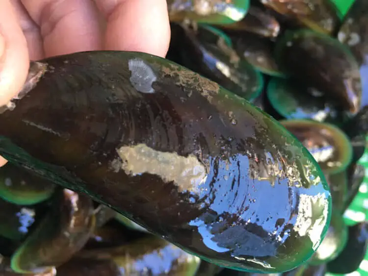Check the mussels' appearance and smell