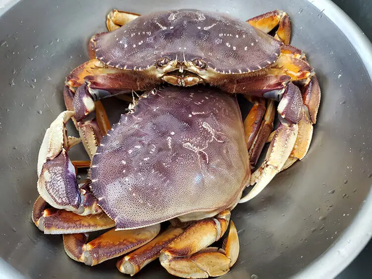 Dungeness crabs are famous for their sweetness
