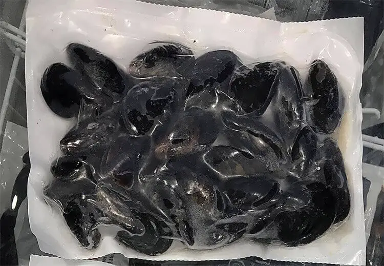 Frozen fresh mussels in a freezer bag