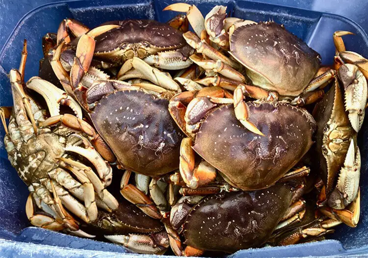 How to choose high-quality Dungeness crabs